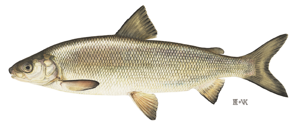 Lake whitefish wallpaper