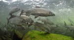 Lake whitefishes underwater