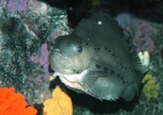 Lampfish in aquarium