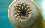 Lamprey in sea