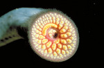 Lamprey mouth