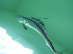 Lancetfish in sea