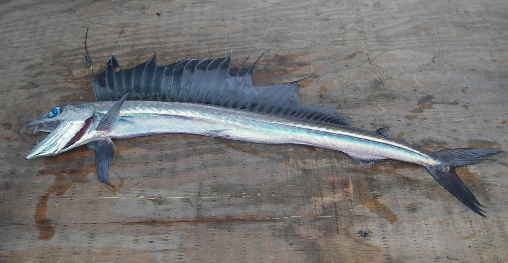 Lancetfish wallpaper