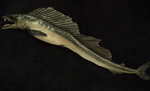 Lancetfish