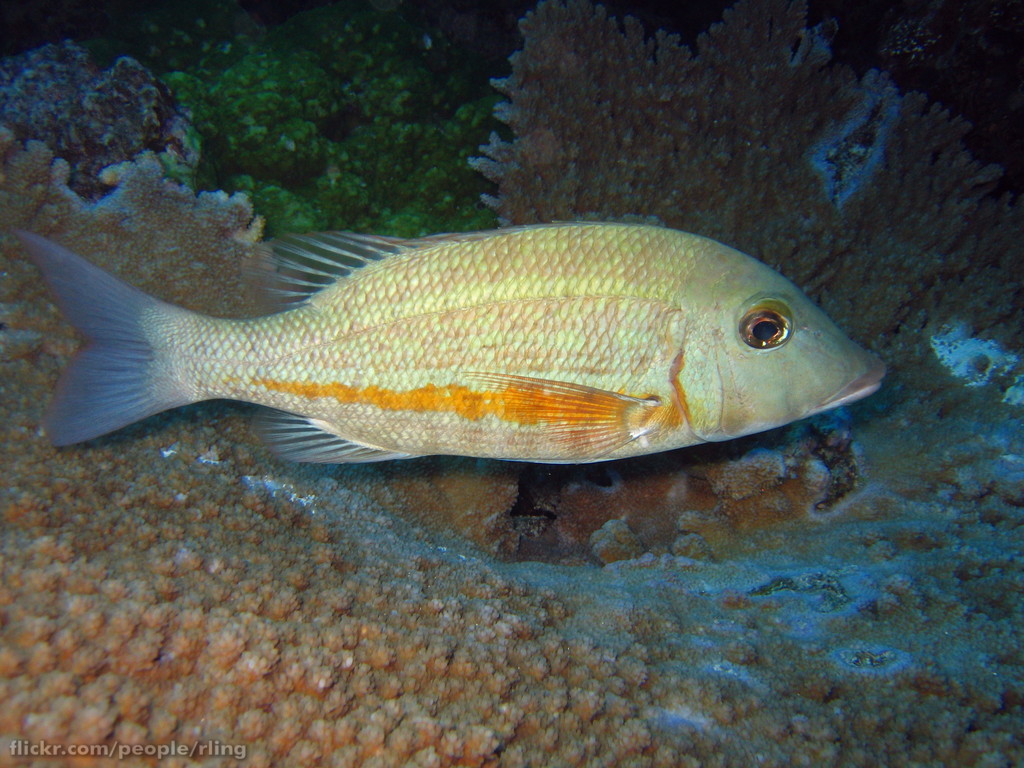 Large-eye bream wallpaper