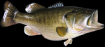 Largemouth bass open-mouthed