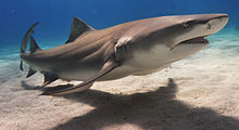 Lemon shark wallpaper