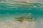 Lemon shark sleeping