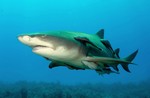 Lemon shark swims
