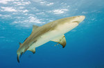 Lemon shark underwater