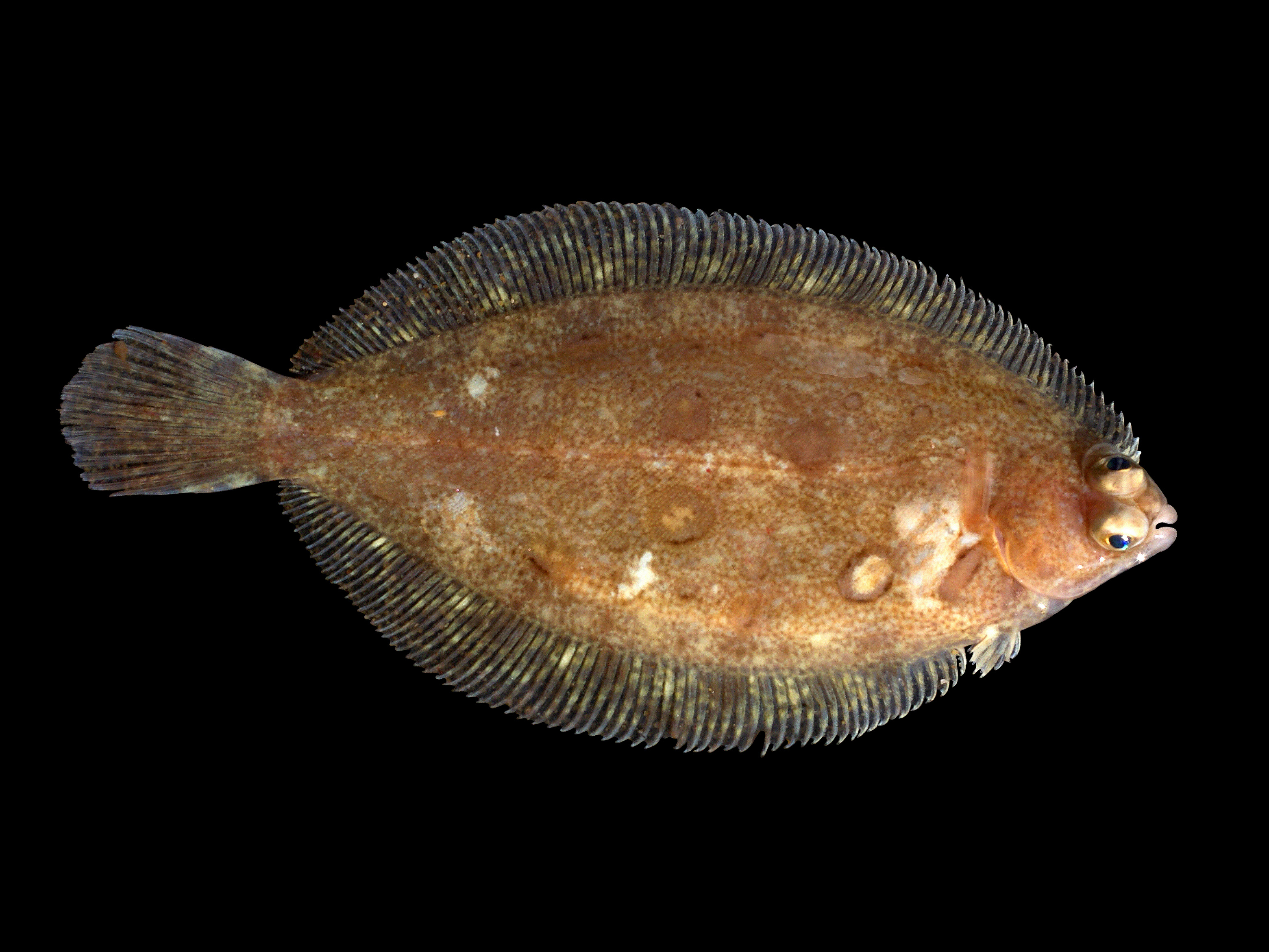 Lemon sole wallpaper