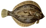 Lemon sole