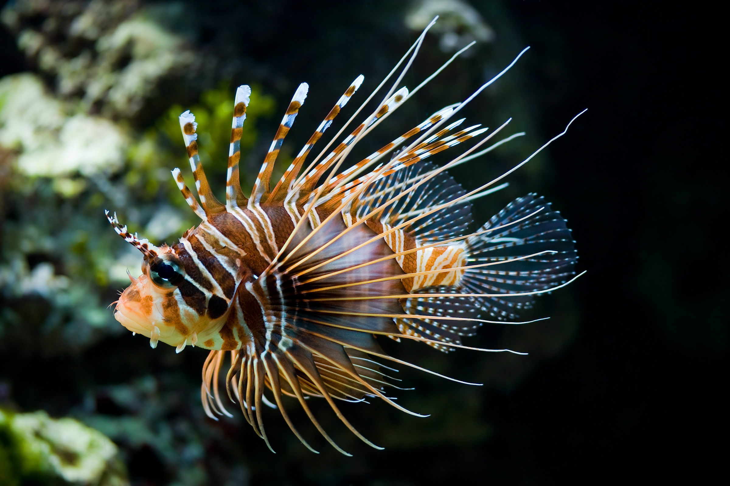 Lionfish wallpaper