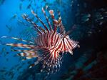 Lionfish swims