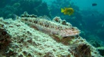 Lizardfish in ocean