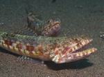 Lizardfish in the sand