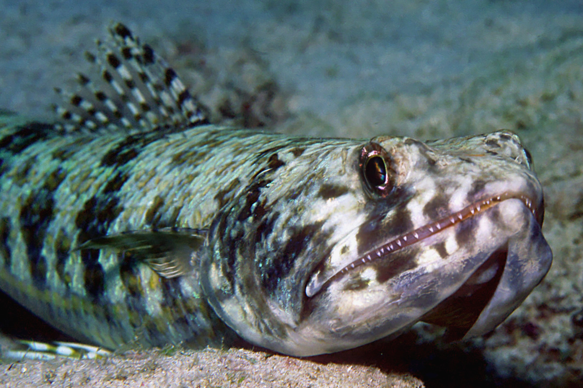 Lizardfish wallpaper