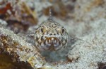 Lizardfish swims