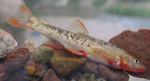 Loach minnow in aquarium