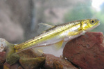 Loach minnow in the rocks