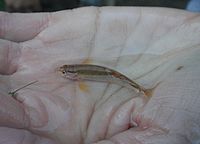 Loach minnow wallpaper