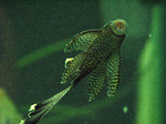 Long fin bristlenose