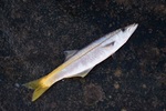 Long-finned pike