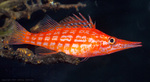 Long hawkfish