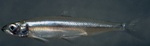 Longfin smelt