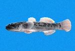 Longjaw mudsucker