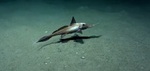 Longnose chimaera in the sand