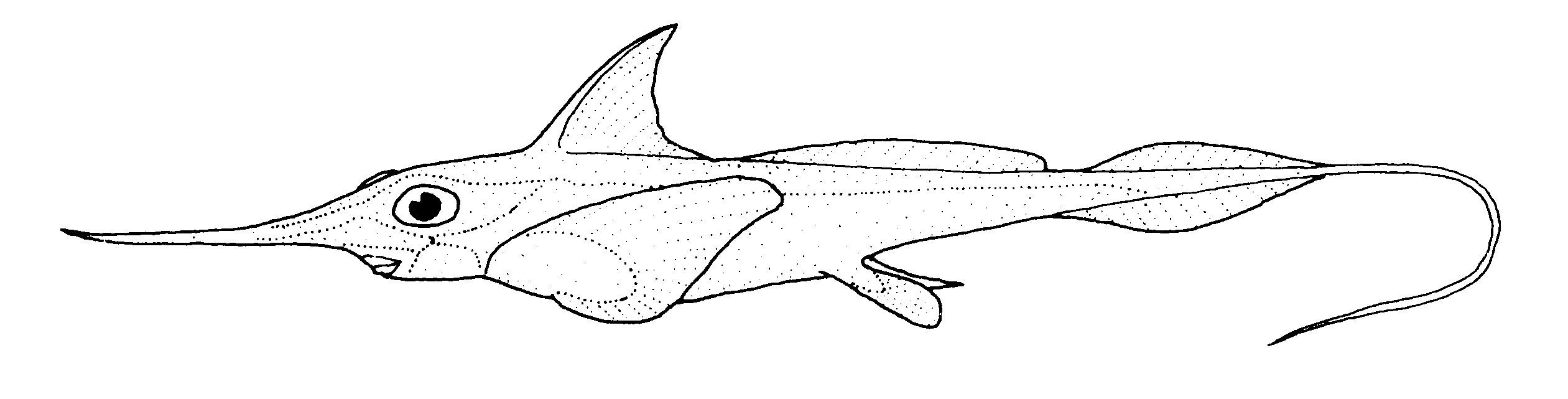 Longnose chimaera wallpaper