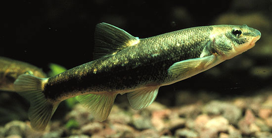 Longnose dace wallpaper