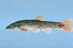 Longnose dace