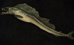 Longnose lancetfish