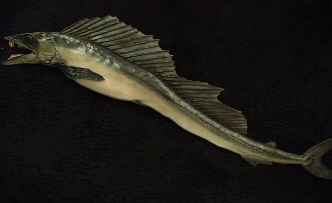 Longnose lancetfish wallpaper