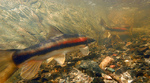 Longnose sucker underwater