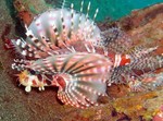 Lovely Zebra lionfish