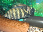 Lovely Zebra tilapia