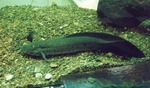 Lungfish