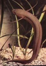 Luxury African lungfish