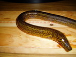 Lying Rice eel