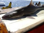 Lying Spiny dogfish 