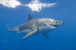 Mackerel shark swims