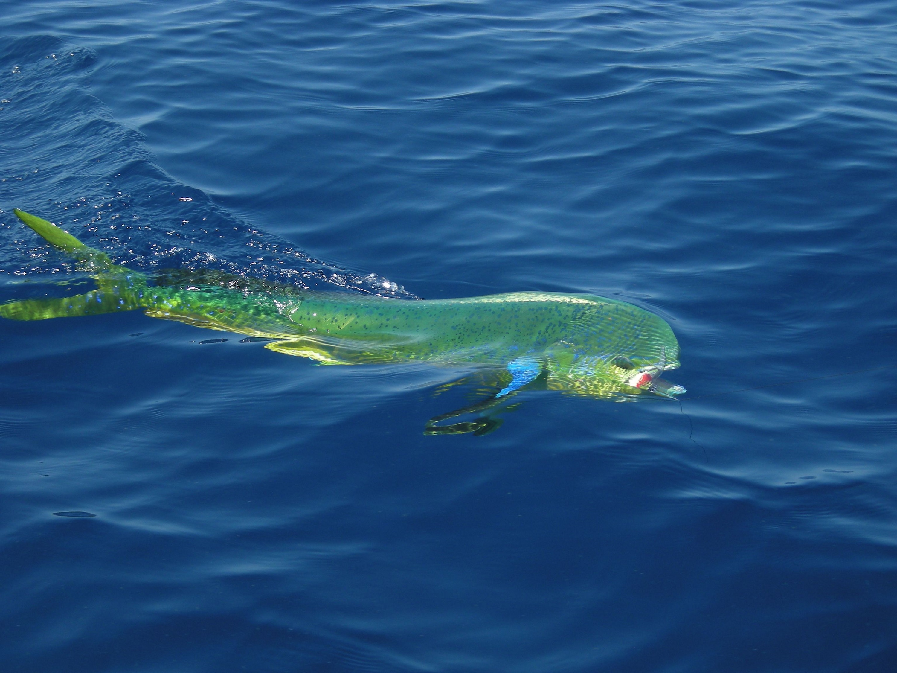 Mahi Mahi Or Tilapia: Which Is Better For Your Diet? - tnehxio