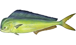 Mahi-mahi wallpaper