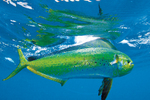 Mahi-mahi swims in ocean