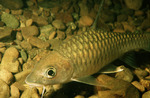 Mahseer in the rocks