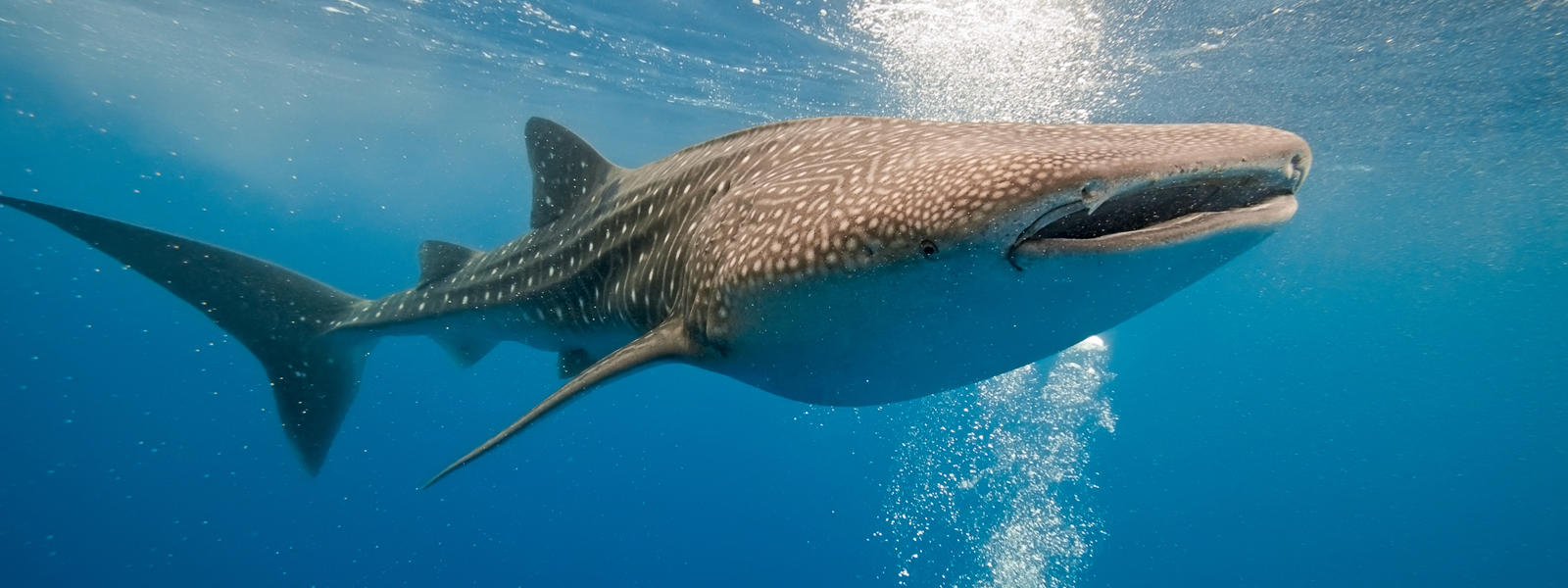 Величественная китовая акула фото