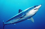 Mako shark swims